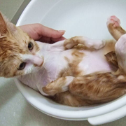 猫を洗う