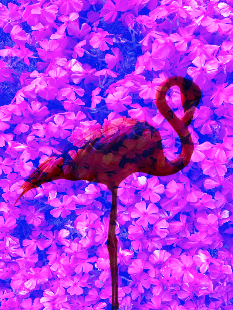 フラミンゴとお花の写真