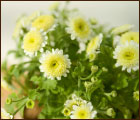 季節の草花・花鉢５