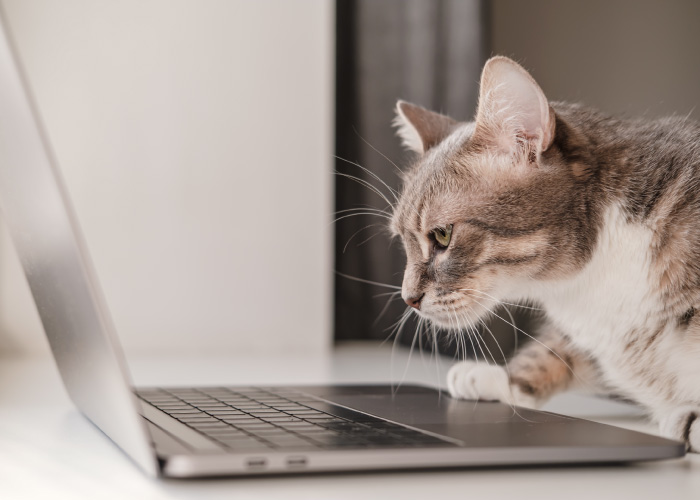 猫がパソコンを覗いている