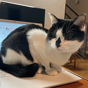 パソコンに乗る猫