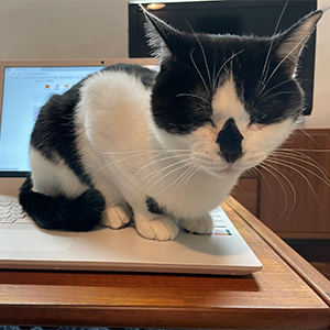 パソコンに乗る猫マウスオーバー