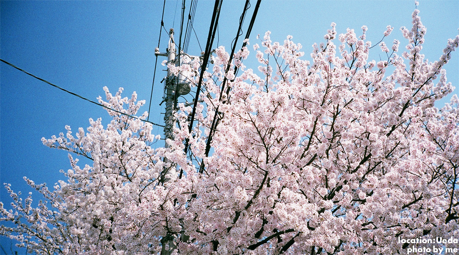 TOP画像「桜の写真」
