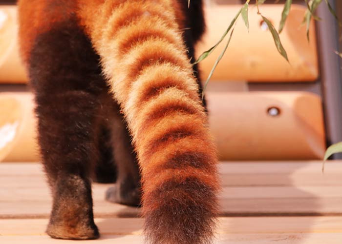 レッサーパンダのしっぽ