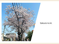 Webマーケティングデザイナー養成科 45期生作品 Sakura-no-ki.