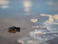 Webマーケティングデザイナー養成科 46期生作品 a-turtle’s-pace～亀の歩み～-