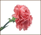 季節の草花・花鉢1