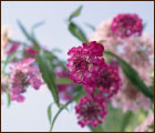 季節の草花・花鉢2