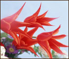 季節の草花・花鉢4