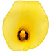 J[