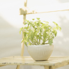 観葉植物１