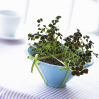 観葉植物３