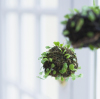 観葉植物４